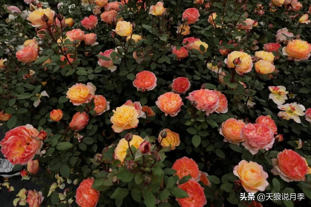 又一个十年,国产自育品种