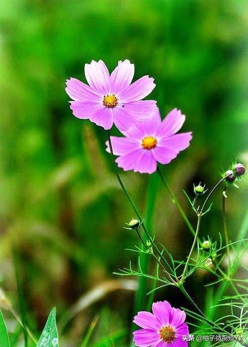 大智若愚的人生感悟句子,大智若愚的智慧名言