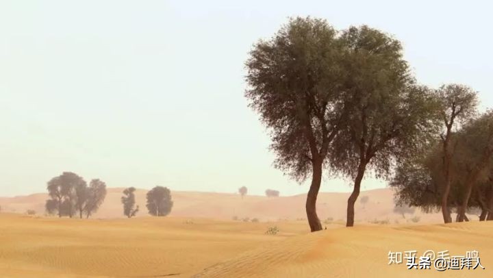 迪拜种植一棵树的成本,在迪拜种一棵树一年的成本