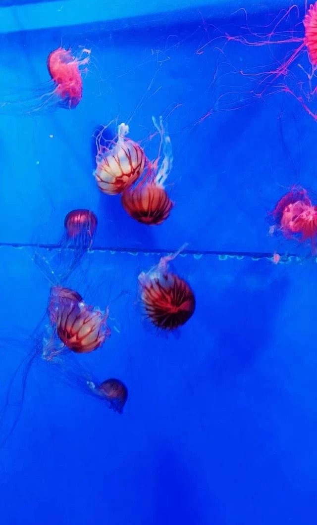 烟台自由行路线,威海烟台旅游攻略