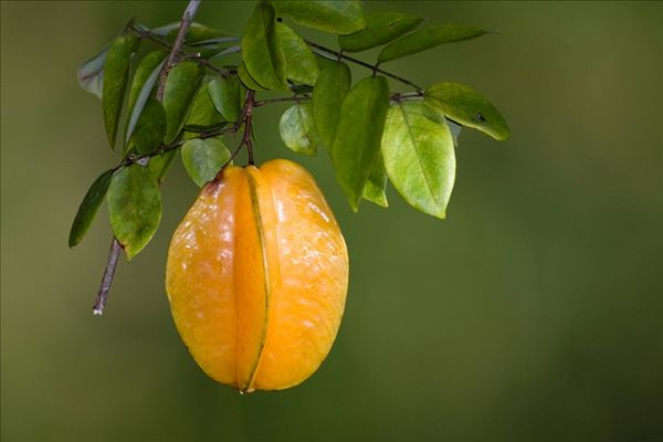 杨桃苗种植,杨桃树的种植