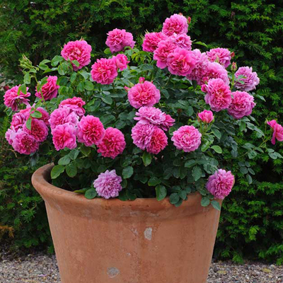 99棵月季,最值得入手的玫瑰月季