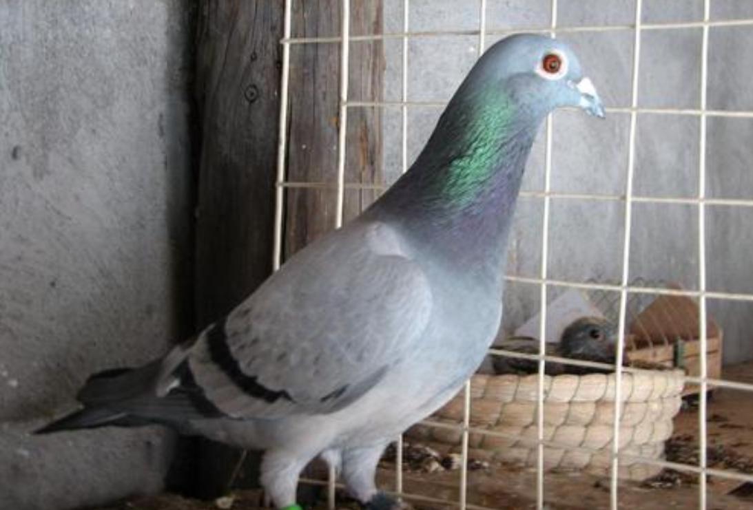 预防信鸽毛滴虫最好的方法,种鸽清理毛滴虫最佳时间