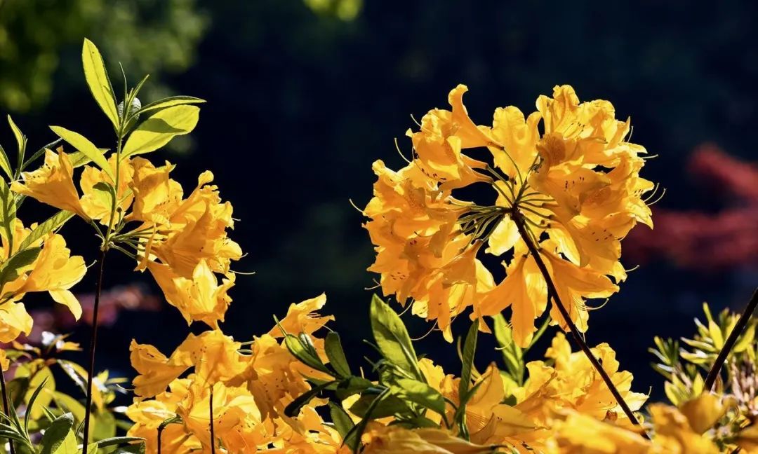 西湖有多美图片,现在的西湖风景怎么样
