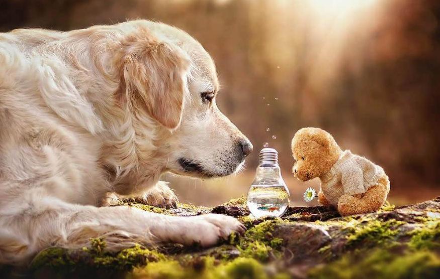 金毛犬怎么挑选,如何挑选好金毛犬