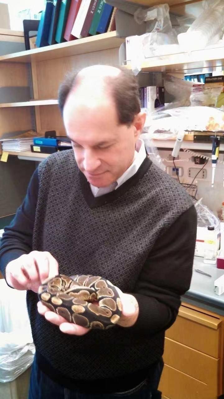 为啥吃辣椒屁股疼,为什么吃辣椒屁股痛