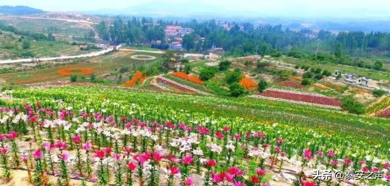 泰山百合和园简介,泰山百合和园