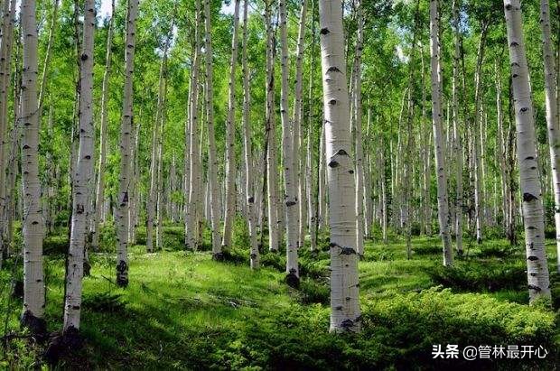 文人骚客喜欢用植物中的什么,古代文人志士爱好哪些植物