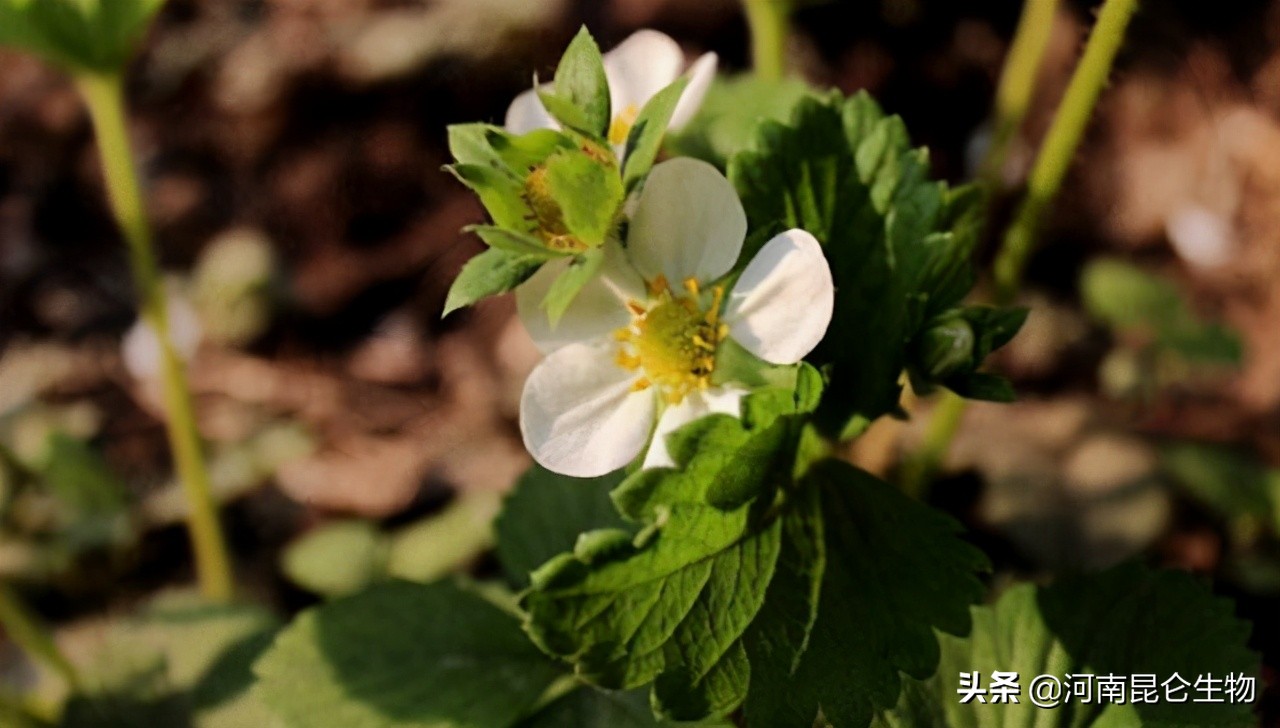 牛膝打什么叶面肥壮根,牛膝种植用什么化肥