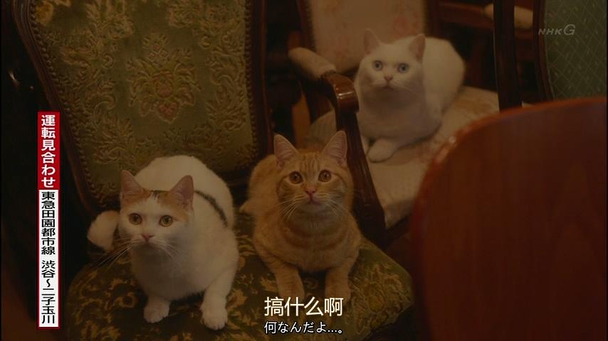 *男猛**必看！日剧日影中的9部治愈猫片，一起云吸猫吧