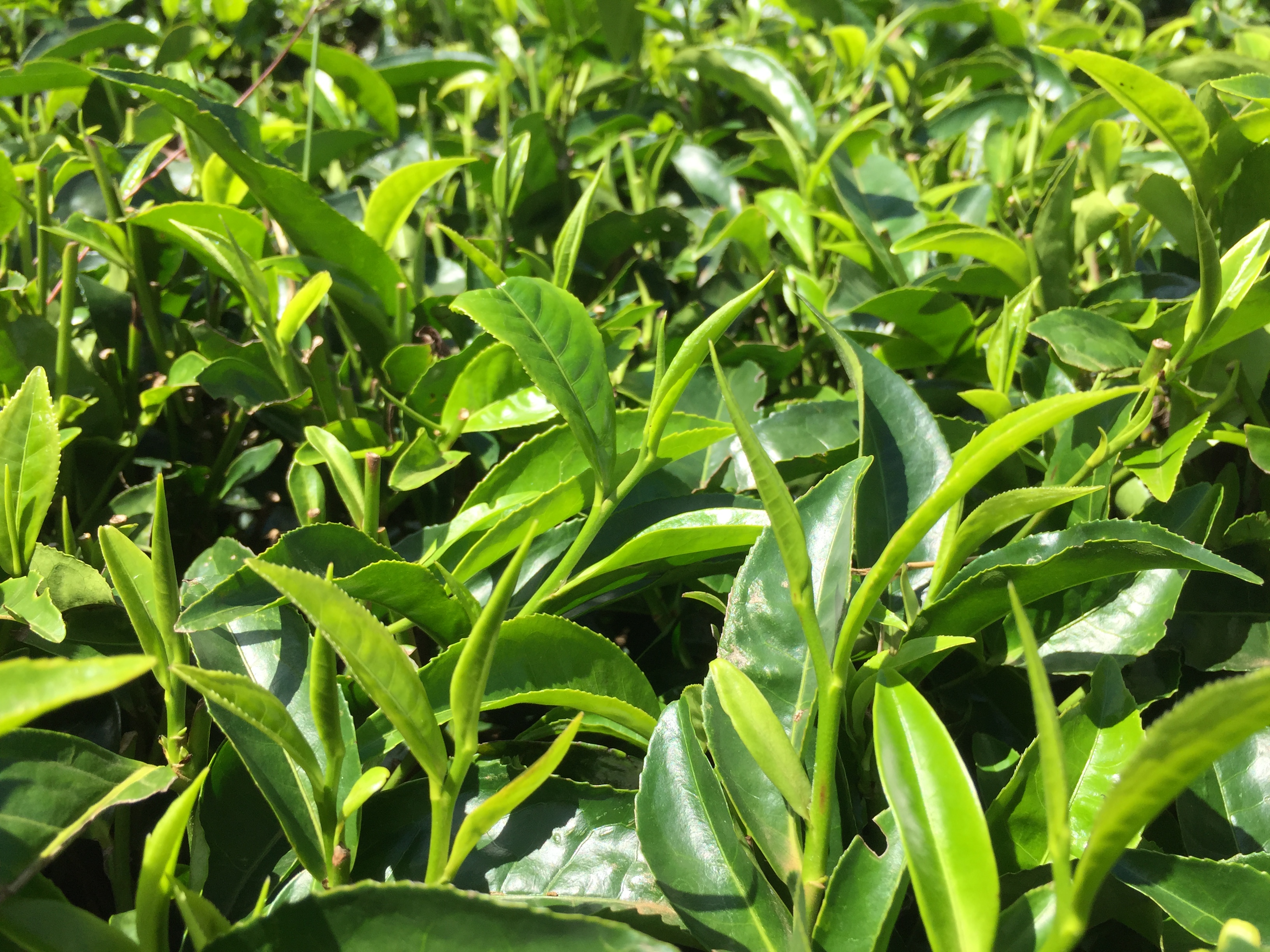 肯尼亚红茶全是粉末吗,肯尼亚红茶有哪些