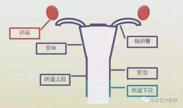 子宫发育异常，应想到的6大类常见畸形