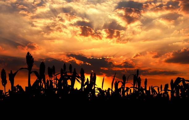 《丰乳肥臀》：一部让女性窒息的小说，女人不独立，都比不上动物