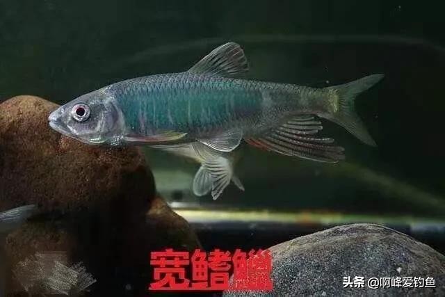 小溪垂钓野生溪鱼非常过瘾,福建农村小溪最常见的鱼