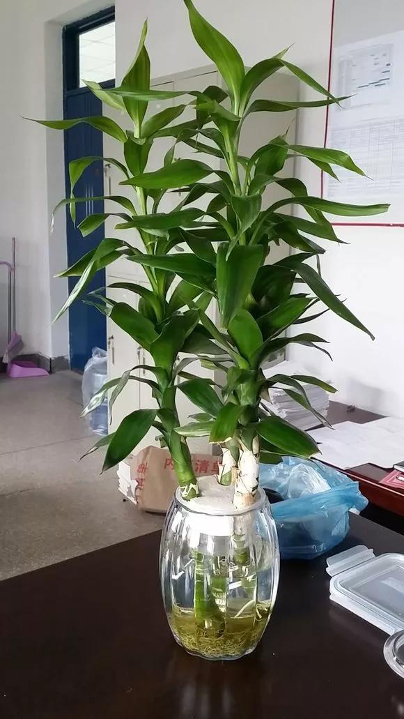 家里养的富贵竹，突然就烂根了，3种正确处理方式，预防烂根