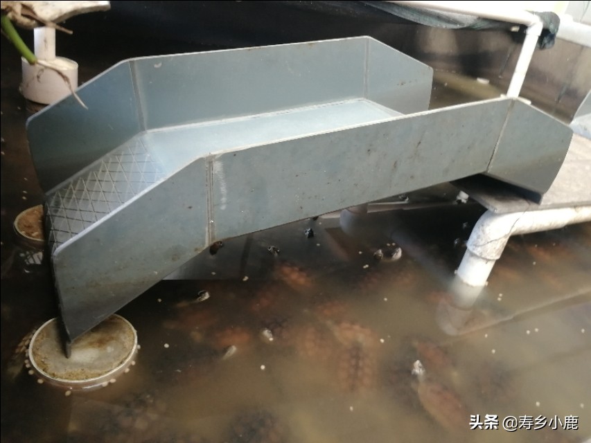 新手黄喉拟水龟,黄喉拟水龟新手