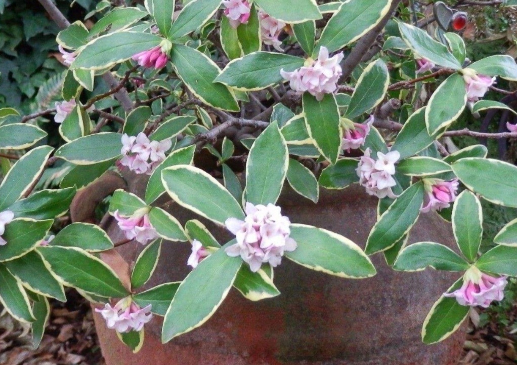 瑞香花养僵了怎么办,养的花卷叶发黄怎么办