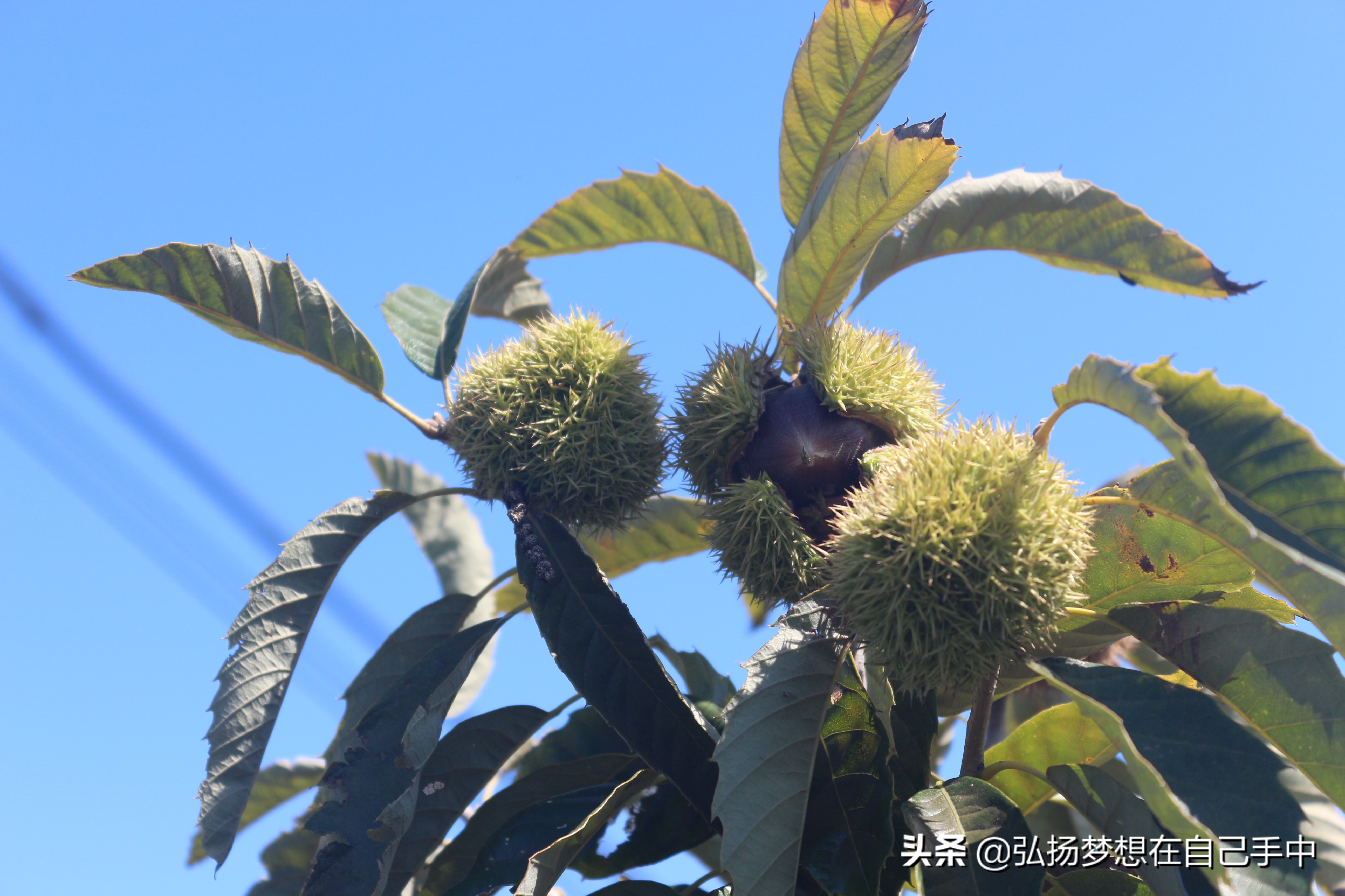 板栗很好吃,最好的板栗是哪的