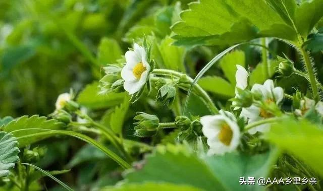 磷酸二氢钾怎么用有什么好处,磷酸二氢钾的施用方法有几种