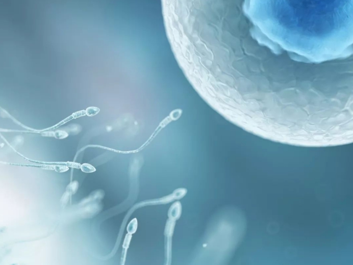 精子和卵子结合为什么闪光,精子和卵子在相遇那一刻就定性了