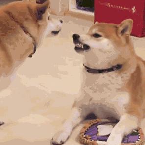 怀孕了，就把狗扔了吧，多脏啊