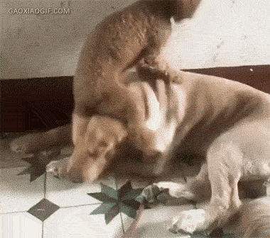 泰迪为什么喜欢在家撒尿？你真的理解过这些原因吗？