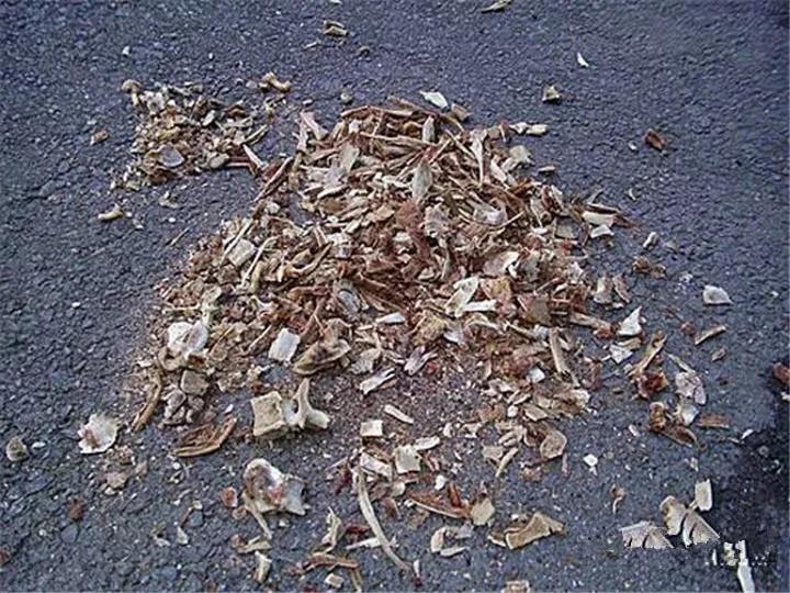 这6种碎渣渣，养花当土又当肥，比激素还有劲儿