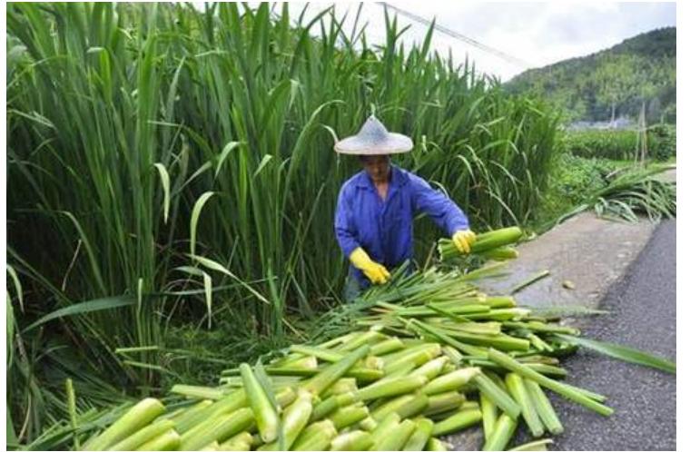 科普端午节和吃粽子的由来,端午粽百科