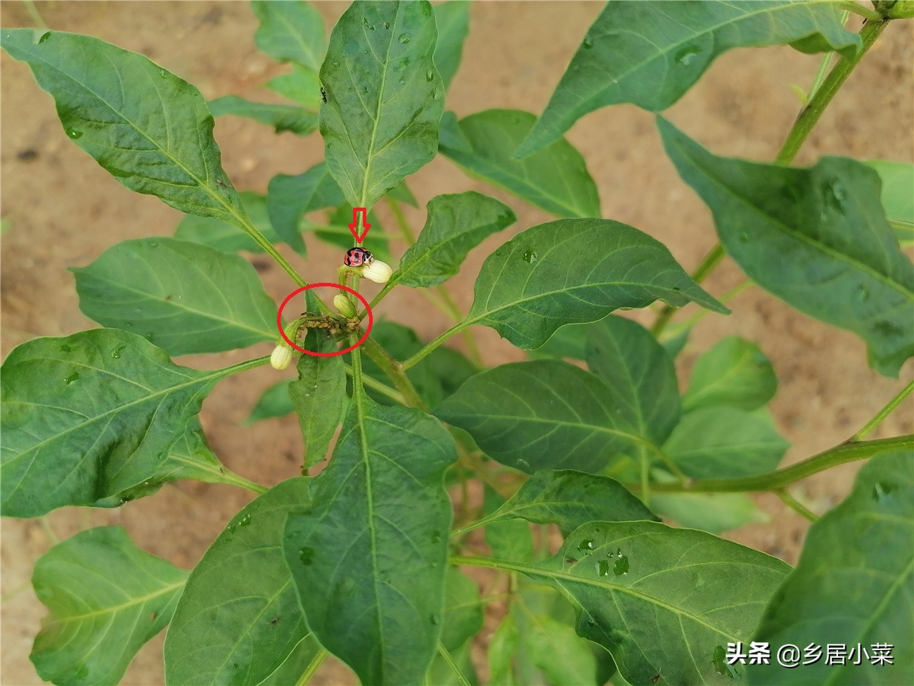 茄子叶病虫害图片大全,茄子种植用什么肥壮苗