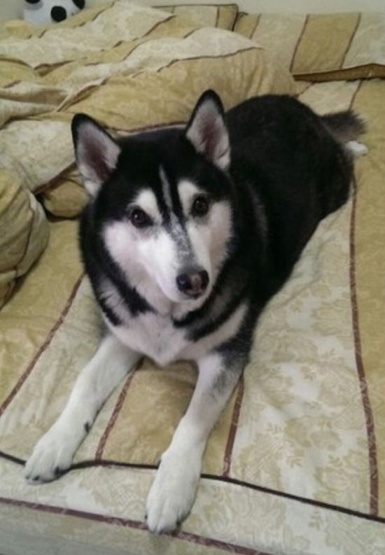 哈士奇在坟墓哭了,哈士奇在坟前痛哭