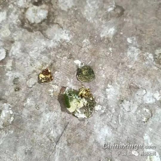 鸽子水便和绿便是怎么回事,鸽子消化停顿拉绿便怎么治