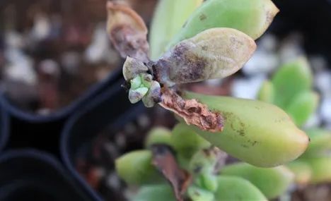 烟煤病多肉治愈后会复发吗,多肉烟煤病可以用虫虫净吗