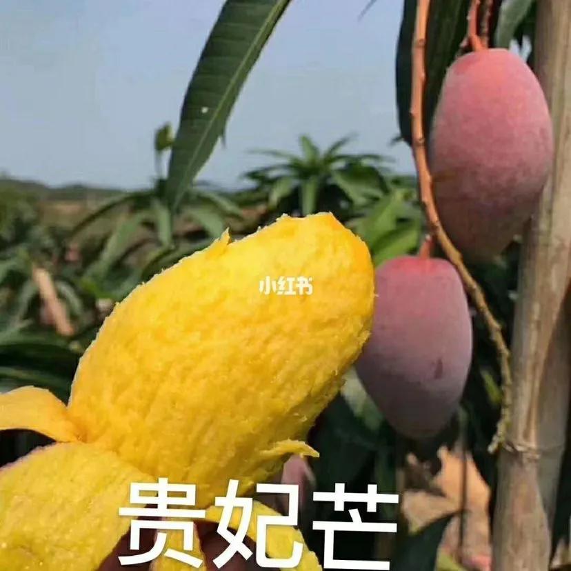 芒果种植技术环境温度,芒果种植技术与管理教程