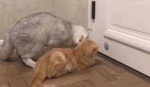 救助流浪猫加菲猫,被遗弃刚出生不长的加菲猫