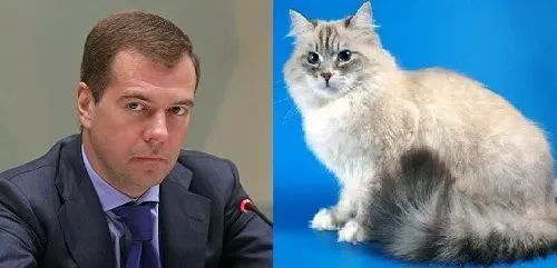 看看俄罗斯猫有多彪悍，徒手斗狗熊，单脚撕野狼！你是大佬我服了