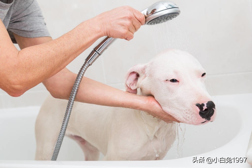 狗狗不爱洗澡对主人呲牙,狗狗不喜欢被关起来怎么办