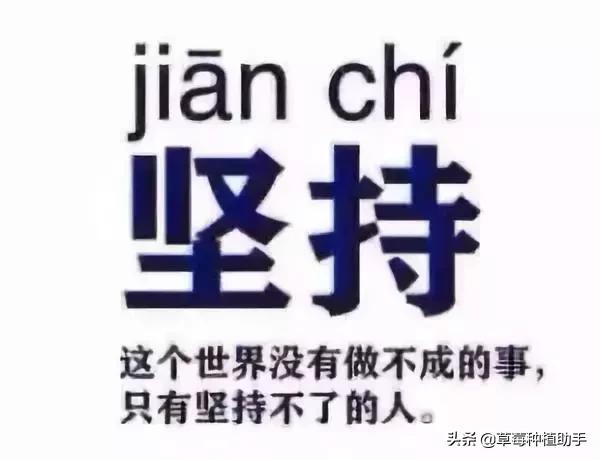 种草莓的人是什么人,种草莓的都是情场老手吗