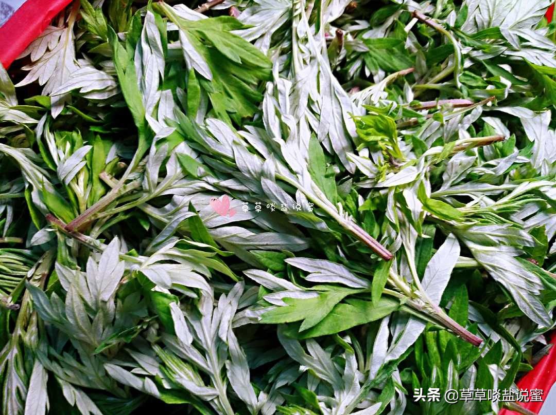 野外的艾草怎样处理才能有药效,新鲜艾草怎么保存