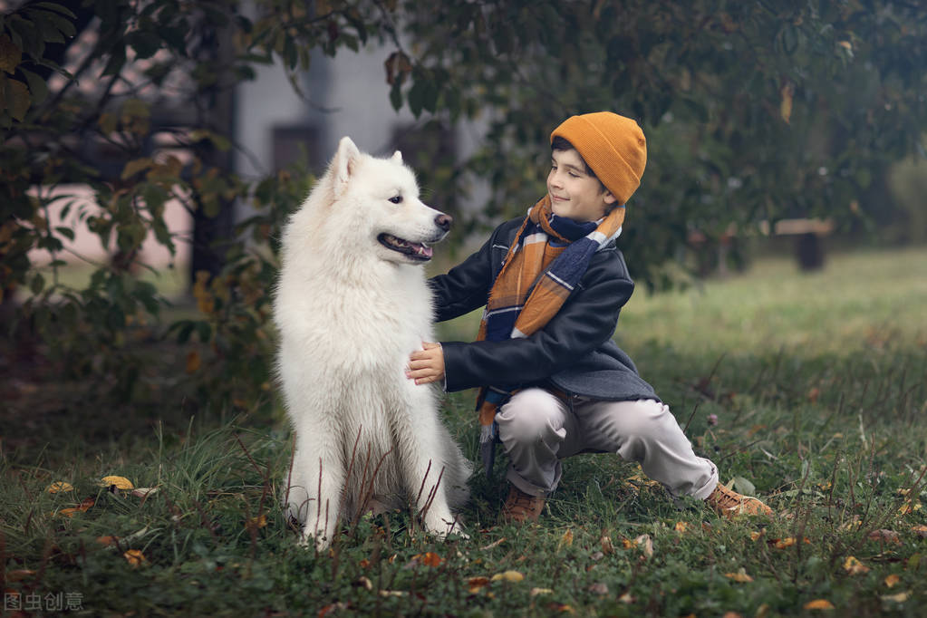 萨摩耶的饲养方法和关注事项,萨摩耶应该怎么养才好吃