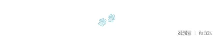 什么样的吉娃娃长不大,吉娃娃品种对比