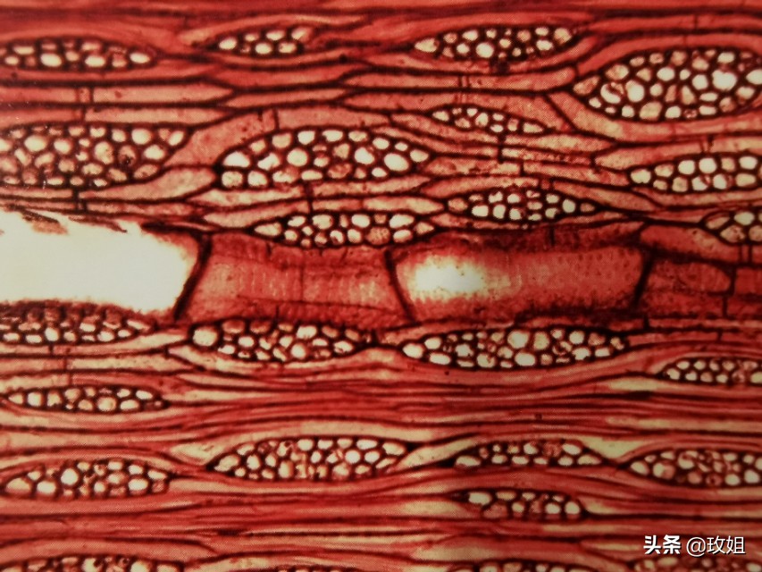 红木阔叶黄檀品种,红木种类红木家具