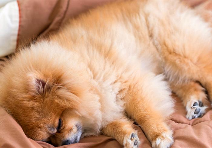 狗狗气喘的症状和治疗方法,狗狗气喘呼吸急促是什么原因