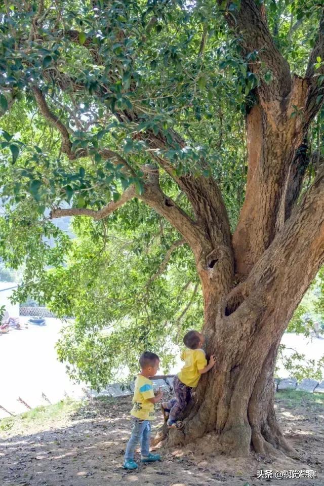 安徽金寨有棵千年“桂花王”，为国内发现最大的桂花树