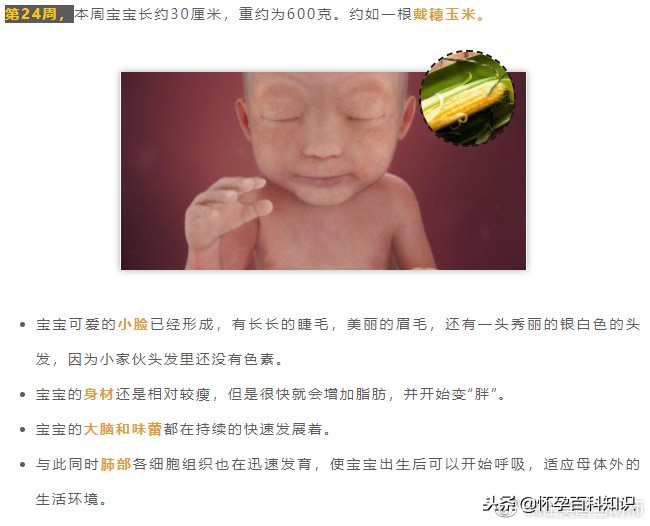 怀孕各个时期胎儿发育过程,怀孕的过程要几天