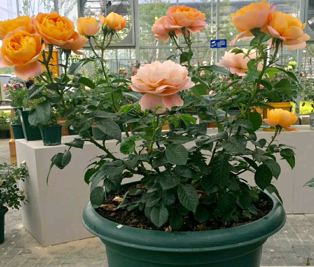 给月季换盆弄断毛细根,月季春天发芽后又枯萎了如何处理