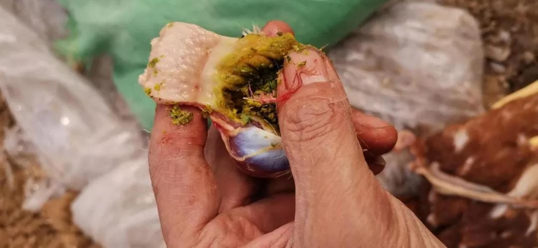 怎样养好青年鸡,鸡滑膜炎好治吗