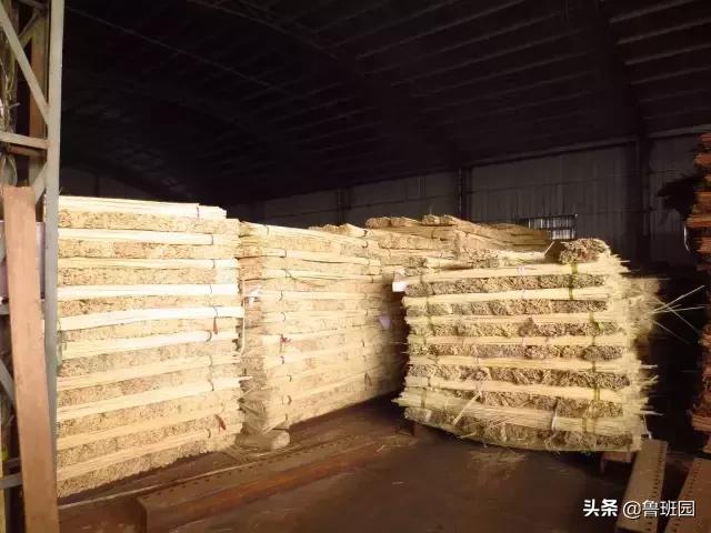 竹子怎么变异成龟甲竹,看竹子挖笋技巧