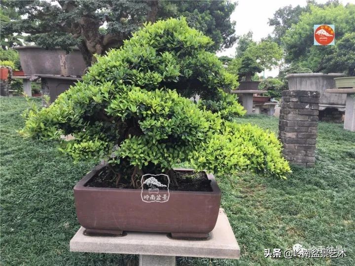 中华蚊母盆景造型,中华蚊母盆景价格