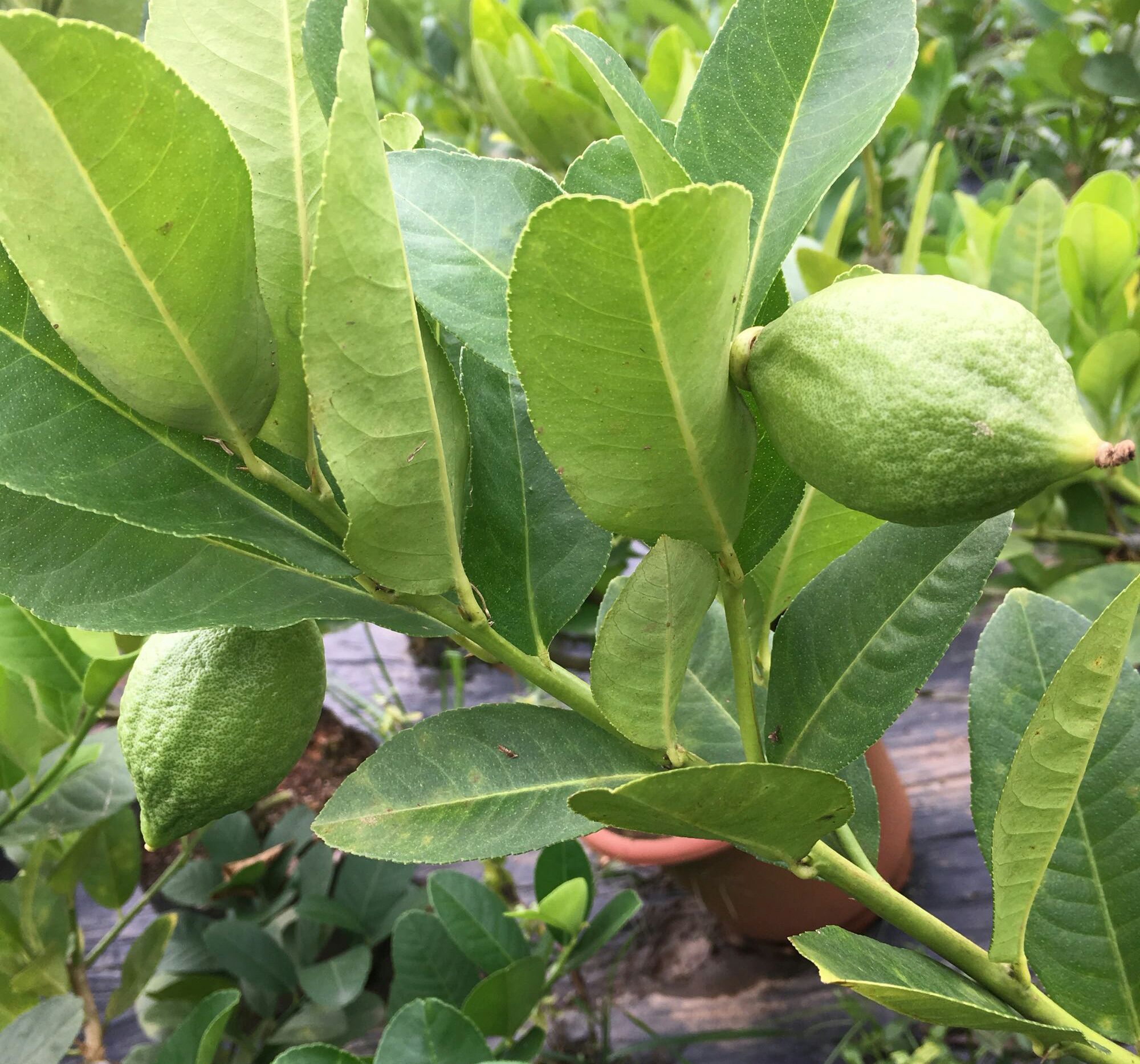 盆栽柠檬长出新叶就干枯,柠檬盆栽什么时候变黄