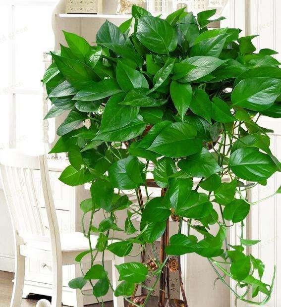 绿萝黄叶的原因及养护方法,黄叶的绿萝学一招叶子油绿还能长